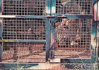 தாளவாடி அருகே கூண்டில் சிக்கிய சிறுத்தை