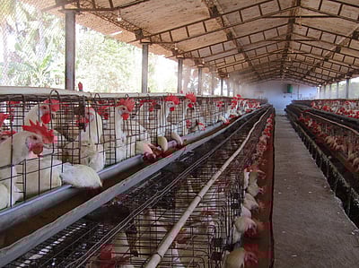 கரோனா பொது முடக்கம்: நாமக்கல் பண்ணைகளில் முட்டைகள் தேக்கம்