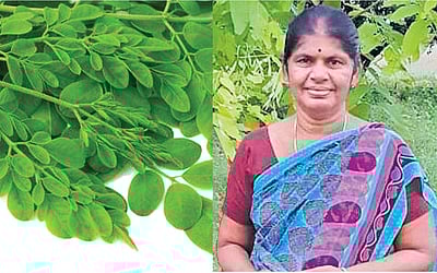 முருங்கை எண்ணெய் லிட்டர் ரூ. 5000