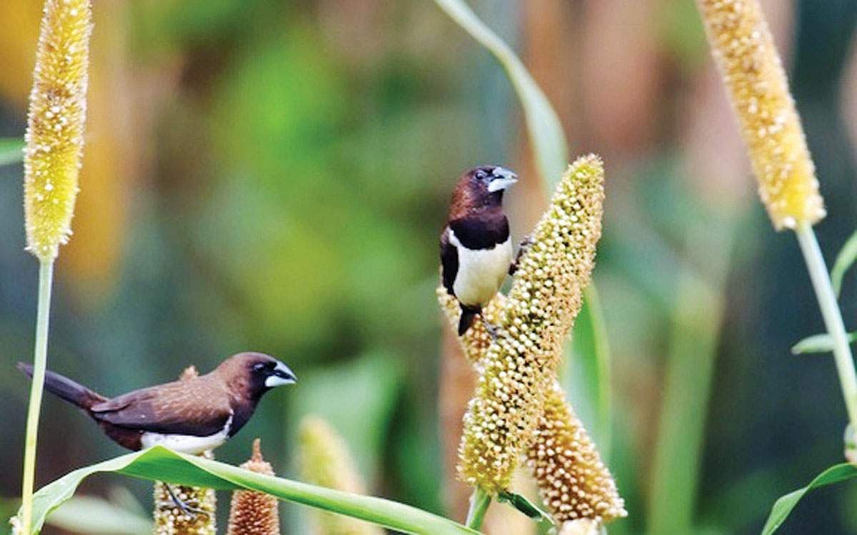 இப்படியும் ஒரு விவசாயி!