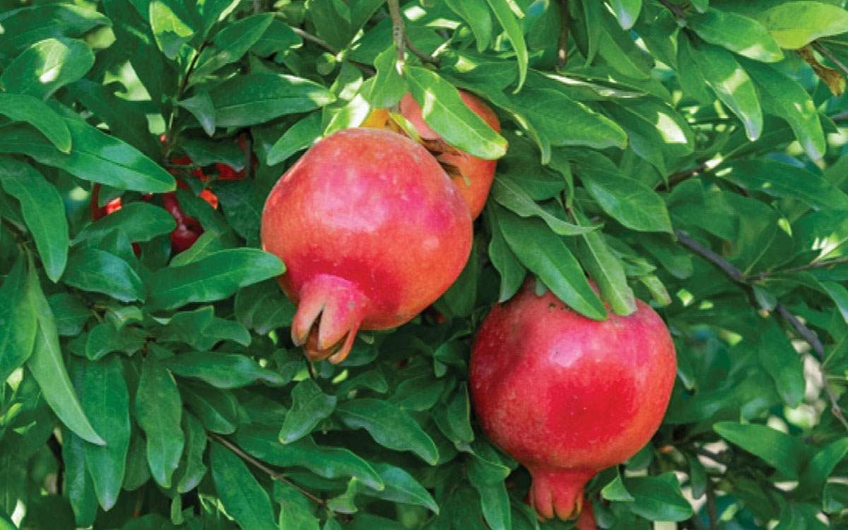 மரங்களின் வரங்கள்!: இவள் தேவதை - மாதுளை மரம்