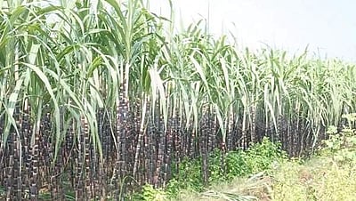 பொங்கல் பண்டிகைக்கு விவசாயிகளிடம் இருந்து கரும்பை கொள்முதல் செய்ய வேண்டும்: அமராவதி பாசன விவசாயிகள் கோரிக்கை