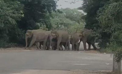 கோவை பாரதியார் பல்கலை.யில் புகுந்த காட்டு யானைக் கூட்டம்