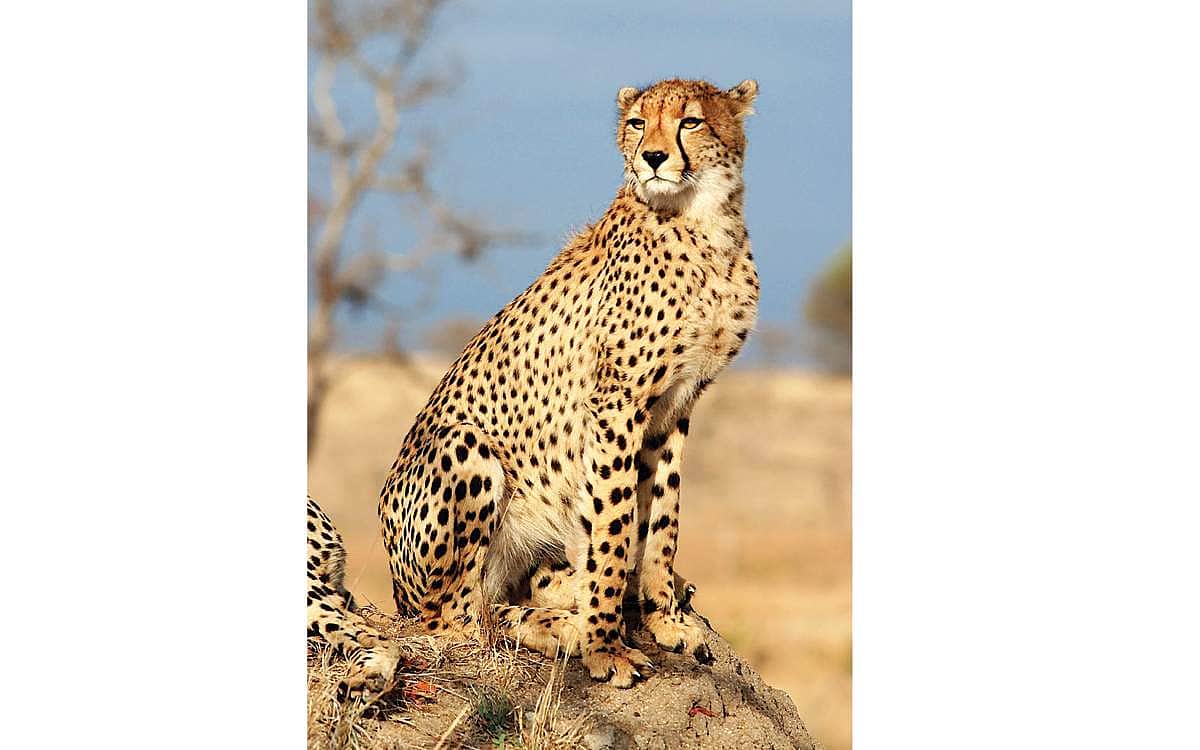 'சீட்டா' கம்மிங்..!