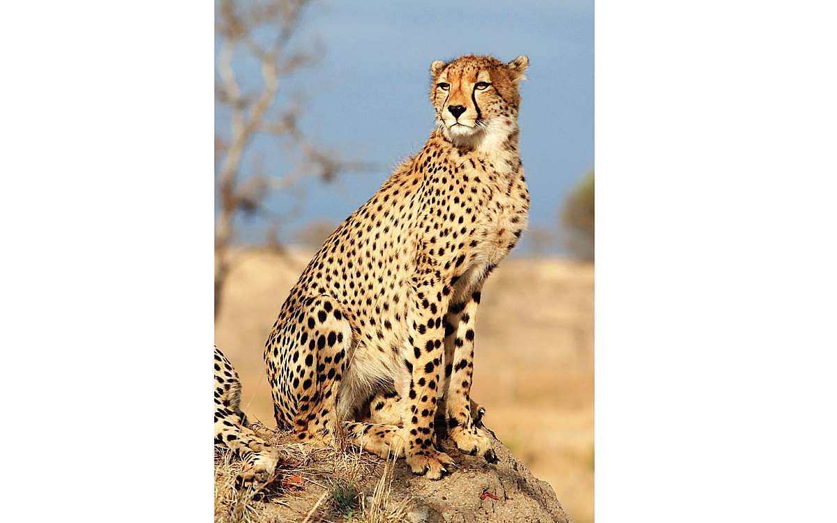 'சீட்டா' கம்மிங்..!