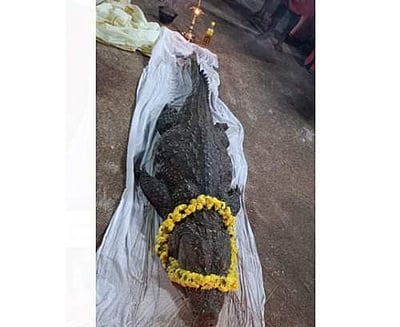 சைவ முதலை மரணம்! பக்தர்கள் சோகம்