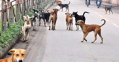 தெரு நாய்களிடமிருந்து காட்டு மானைக் காப்பாற்றிய தேநீர் வியாபாரி!