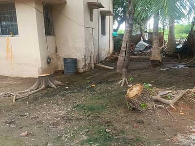 அபிராமம் பேரூராட்சி வளாகத்தில் விதிகளை மீறி மரங்களை வெட்டி விற்பனை: நிா்வாகம் மீது பொதுமக்கள் புகாா்