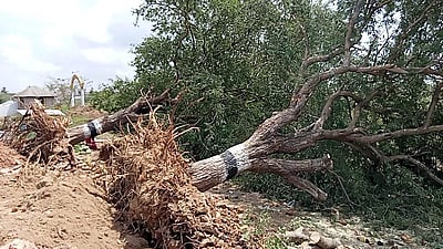 தில்லி: மாற்று இடங்களில் நடப்பட்ட மரங்களை கணக்கெடுக்கும் பணிகள் தொடக்கம்