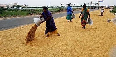 பருவ நெற்பயிரை நவம்பர் 15 ஆம் தேதிக்குள் காப்பீடு செய்ய வேண்டும்: விவசாயிகளுக்கு வேண்டுகோள்