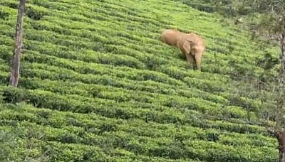வால்பாறையில் யானை தாக்கி ஒருவர் படுகாயம்!