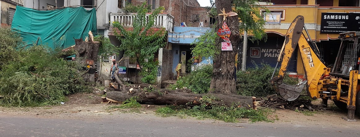 கடலூரில் வெட்டப்படும் சாலையோர மரங்கள்!