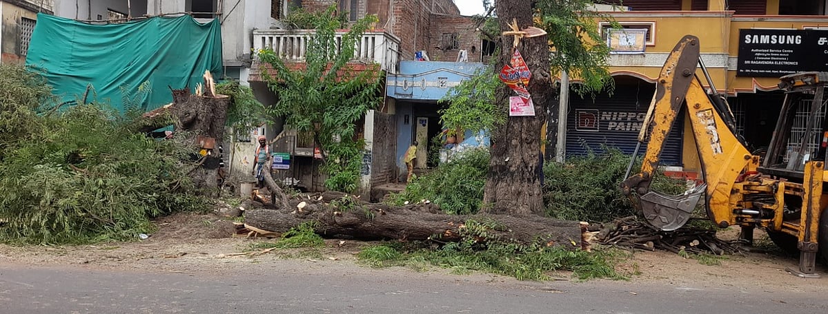 கடலூரில் வெட்டப்படும் சாலையோர மரங்கள்!