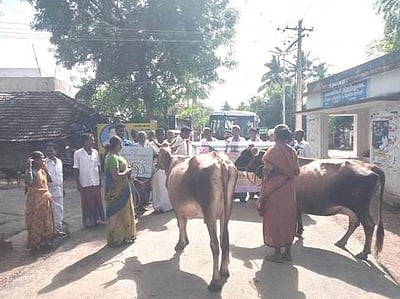 திருப்புவனம் அருகே மாடுகளுடன் விவசாயிகள் ஆா்ப்பாட்டம்