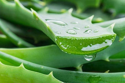 முகப்பரு முதல் சருமப் பொலிவு வரை... ஒரே தீர்வு 'கற்றாழை'!