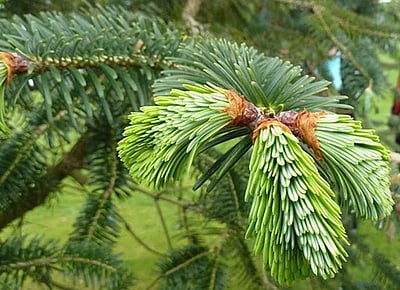 சுகம் தரும் சித்த மருத்துவம்: கப நோய்களுக்கு ‘தாளிசபத்திரி’ பலன் தருமா? 