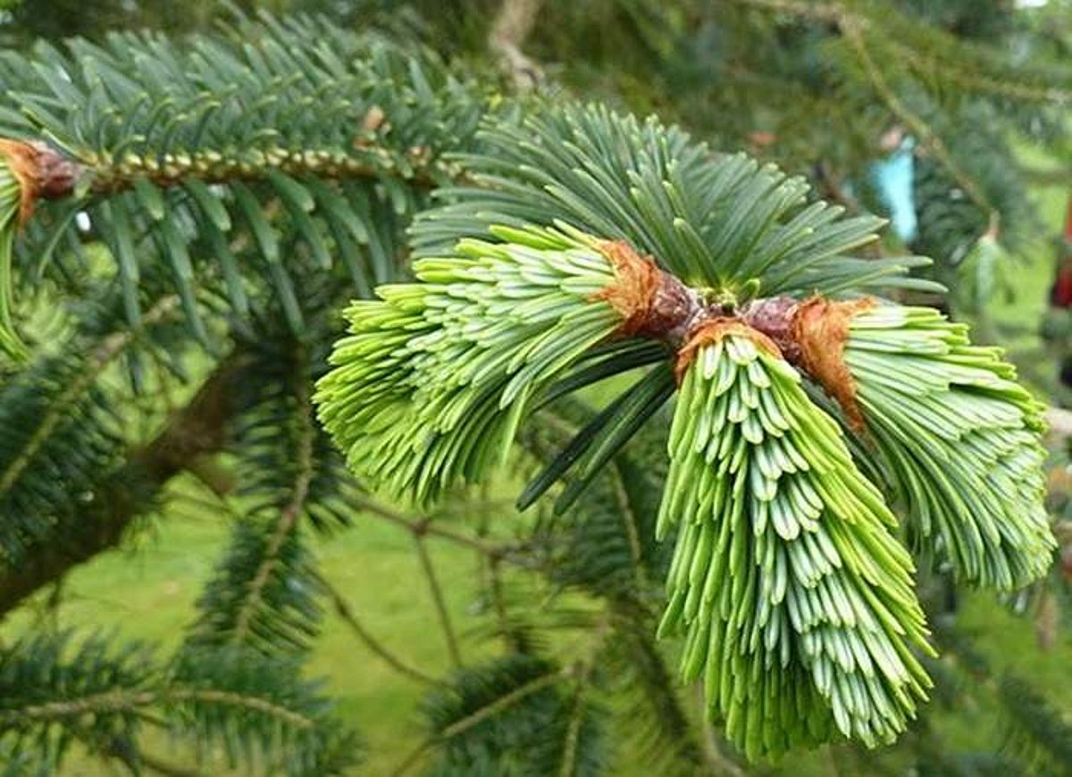 சுகம் தரும் சித்த மருத்துவம்: கப நோய்களுக்கு ‘தாளிசபத்திரி’ பலன் தருமா?