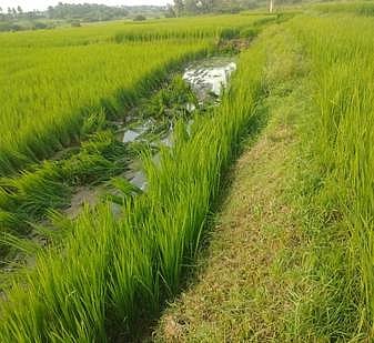 ஓசூரில் விவசாயத்தை அழித்து தார் சாலை போடும் பணி தொடக்கம்