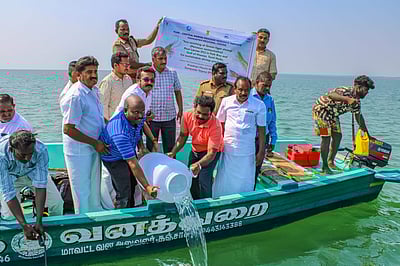 32 லட்சம் பச்சை வரி இறால் குஞ்சுகள் கடலில் விடப்பட்டன