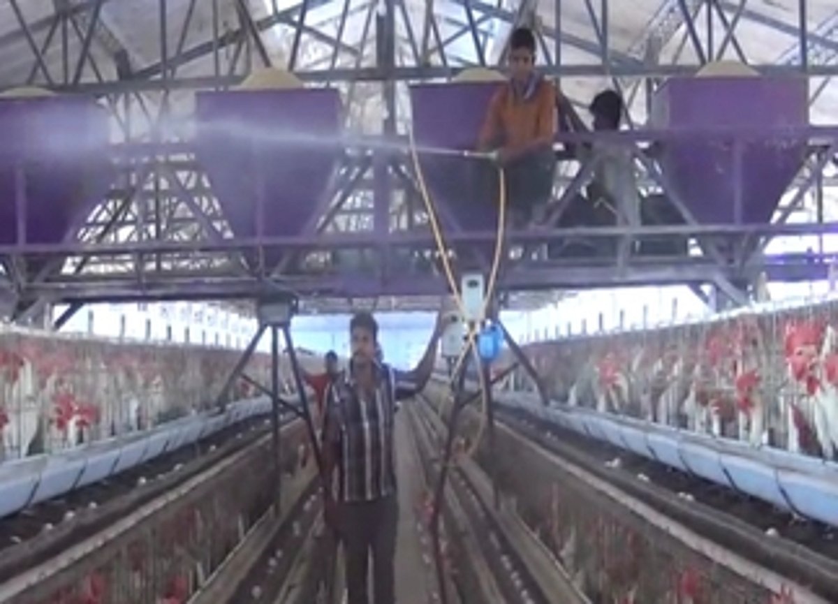 கேரளத்தில் பறவைக் காய்ச்சல் எதிரொலி: நாமக்கல் கோழிப் பண்ணைகளில் தடுப்பு நடவடிக்கைகள் தீவிரம்