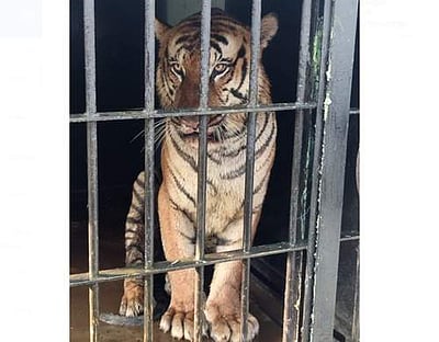 வயநாட்டில் மக்களை அச்சுறுத்தி வந்த புலி கூண்டில் சிக்கியது!