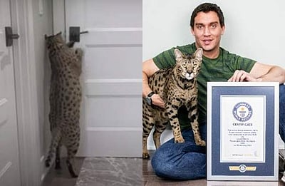 உலகின் பெரிய பூனையைப் பார்த்ததுண்டா? செல்லப்பிராணியின் உலக சாதனை!