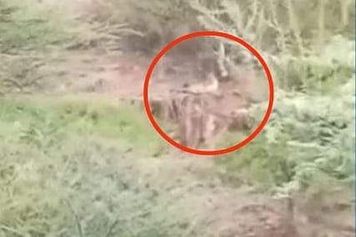 கோவை தடாகம் பகுதியில் தென்பட்ட சிறுத்தை!