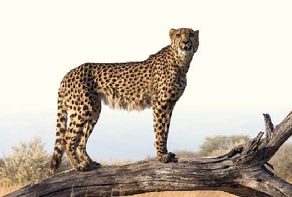 நமீபியாவிலிருந்து வந்த சிறுத்தைப்புலிகளில் ஒன்று வேட்டையைத் தொடங்கியது