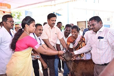 தோல் கழலை நோயிலிருந்து கால்நடைகளை  பாதுகாக்க தடுப்பூசி