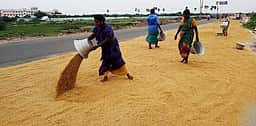 சாலையில் பரப்பிய நெல்களின் மீது பைக்கில் சென்றபோது விபத்து: இளைஞா் உயிரிழப்பு