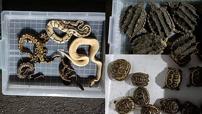 மும்பை விமான நிலையத்திற்கு கடத்தி வரப்பட்ட  அரியவகை உயிரினங்கள்