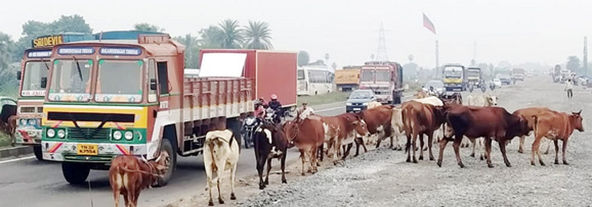 சாலைகளில் சுற்றித் திரியும் கால்நடைகள்: அச்சத்தில் வாகன ஓட்டிகள்