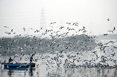 யமுனை ஆற்றின் மேல் பறக்கும் சீகல் பறவைகள் - புகைப்படங்கள்