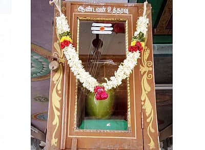 ஆண்டவன் உத்தரவு: சிவன்மலை முருகன் கோயிலில் இளநீர் வைத்து பூஜை