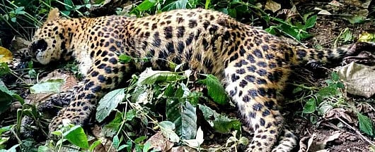 வன விலங்குகள் உயிரிழப்பைத் தடுக்க கண்காணிப்பு தீவிரப்படுத்தப்படுமா?