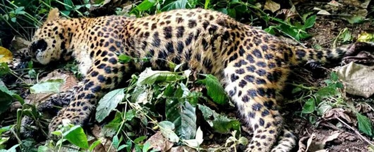 வன விலங்குகள் உயிரிழப்பைத் தடுக்க கண்காணிப்பு தீவிரப்படுத்தப்படுமா?