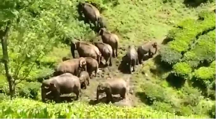 காட்டுயானைகள் இடமாற்றம்: வழிகாட்டு நெறிமுறைகளை உருவாக்க குழு!