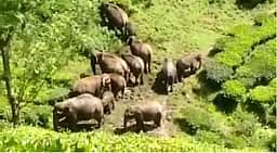 பாலக்கோடு பகுதியில் காட்டுயானைகள் 
நடமாட்டம்: பாதுகாப்பாக இருக்க வனத்துறை எச்சரிக்கை