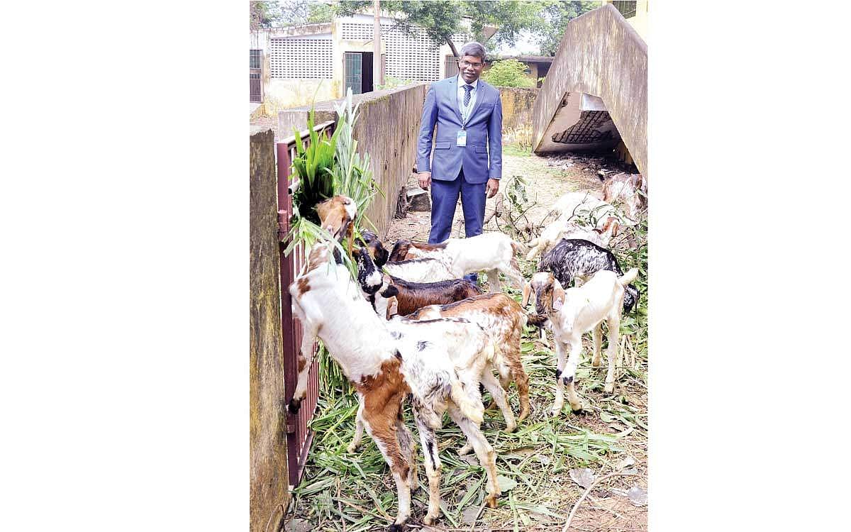 பால் தேவையை நிறைவு செய்யும் கொடி ஆடுகள்!