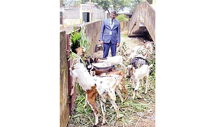 பால் தேவையை நிறைவு செய்யும் கொடி ஆடுகள்!