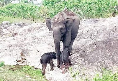 அங்கிள் ஆன்டெனா: நன்கு வளர்ந்த யானையின் எடை எவ்வளவு இருக்கும்?