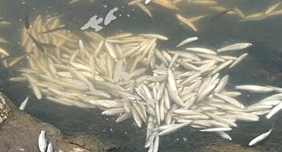 மேட்டூர் உபரிநீர் கால்வாயில் செத்து கிடக்கும் மீன்களால் துர்நாற்றம்: பொதுமக்கள் அச்சம்