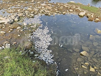 மேட்டூர் அணையின் உபரி நீர் கால்வாயில் மீண்டும் செத்து மிதக்கும் மீன்கள்: மக்கள் அவதி