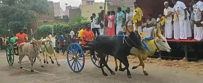 கம்பத்தில் பகவதியம்மன் கோயில் திருவிழா: இரட்டை மாட்டு வண்டி எல்கை பந்தயம்