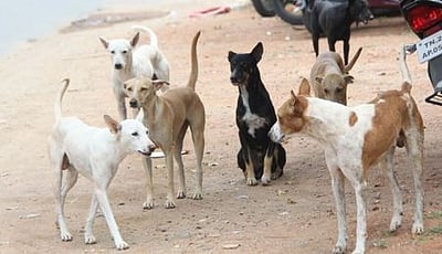 இது குளிர்காலம்: நாய்க்கடி மருந்துகளின் இருப்பில் கவனம் தேவை