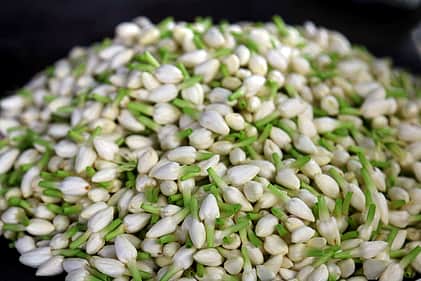 விநாயகா் சதுா்த்தி: குண்டு மல்லிகை கிலோ ரூ. 1,600!