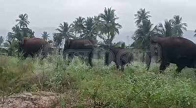 பாலக்கோடு அருகே கிராமத்துக்குள் புகுந்த 4 யானைகள்