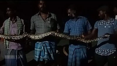 வேலூரில் 9 அடி நீள மலைப்பாம்பைப் பிடித்து வனப்பகுதியில் விட்ட மக்கள்!
