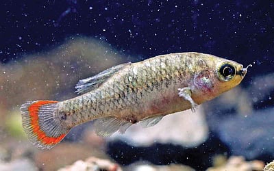 அங்கிள் ஆன்டெனா: பிறப்பு முதல் இறப்பு வரை தூங்காத உயிரினம் உள்ளதா?