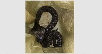 வீட்டுக்குள் புகுந்த 7 அடி கருநாகம் பிடிபட்டது!